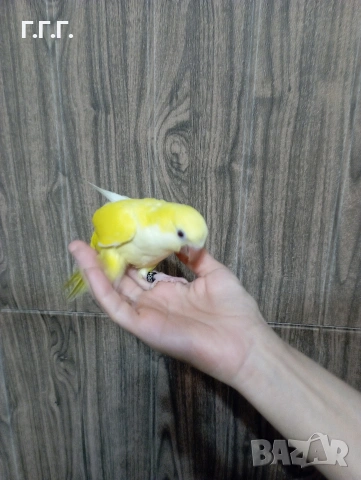 Социални бебета папагали монах 