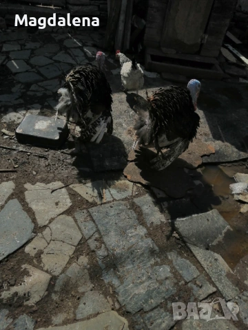 Продавам или разменям фиток  за фитка! , снимка 2 - други­ - 54005272