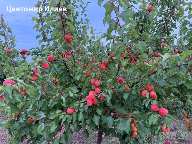 Кайсии за компот/ядене/нектар сорт Мъркулещи, снимка 2 - Домашни продукти - 55256142