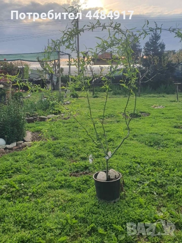 Къдрава върба