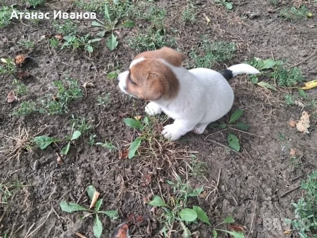 Продавам кученца Джак Ръсел, снимка 8 - Джак ръсел териер - 55517448