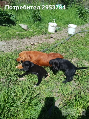 кокер шпаньол подарявам, снимка 4 - Кокер шпаньол - 54351772