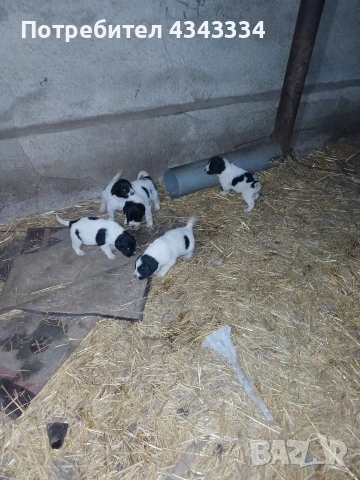 Българско овчарско куче БОК, снимка 4 - За кучета - 54294393