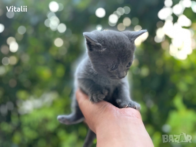 Котенца, снимка 4 - Други - 54729874