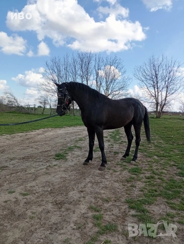 Мъжко конче , снимка 2 - Коне - 54210784