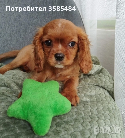 Кавалер Кинг Чарлз шпаньол, снимка 6 - Кавалер кинг чарлз шпаньол - 54469770