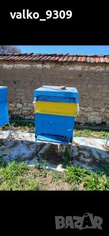 Пчелни семейства 12р, снимка 2 - Други животни - 54324427