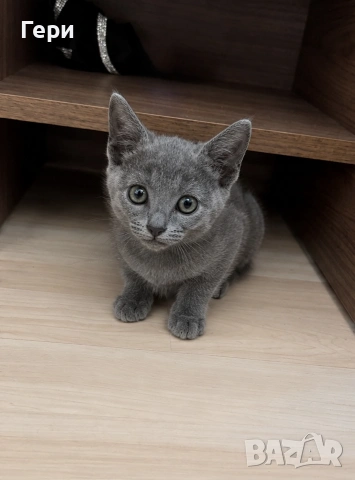 Руски сини котета , снимка 3 - Руска синя котка - 55257080