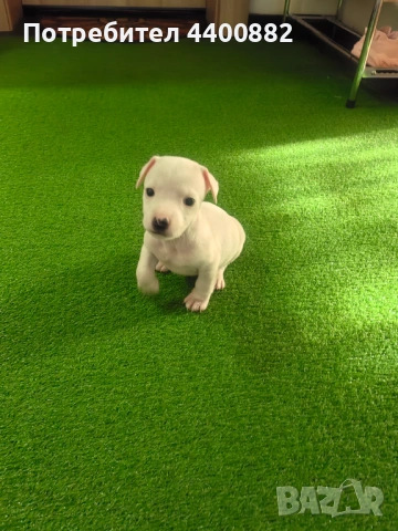 Кученце Джак Ръсел