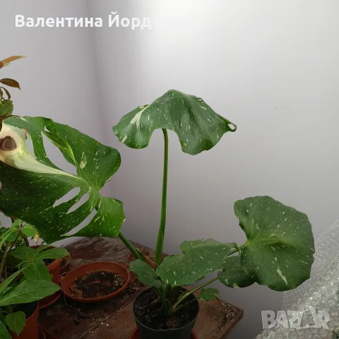монстера стайно растение 