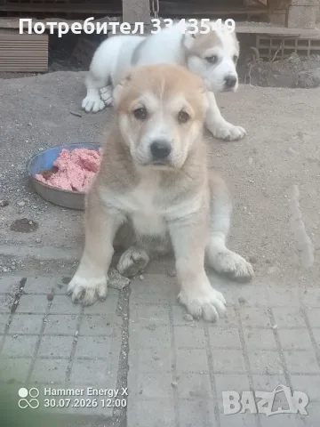 Свободни две женски 