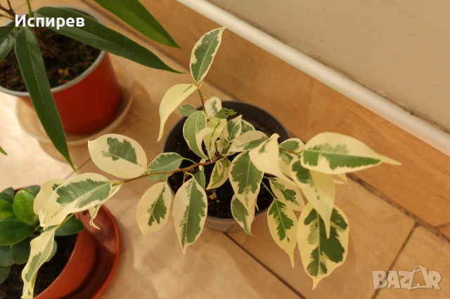 Три броя растения от род Фикус, Ficus alii, Ficus benjamin, Ficus ging-seng, 2 евро ! , снимка 2 - Стайни растения - 54917222