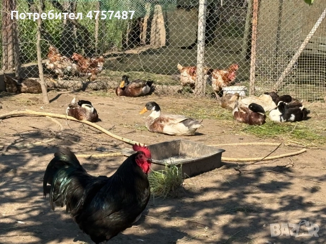 Патици, снимка 4 - Патици и гъски - 54309983