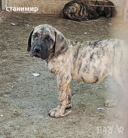 Дого Канарио/Преса Канарио , снимка 4 - Други - 39147445