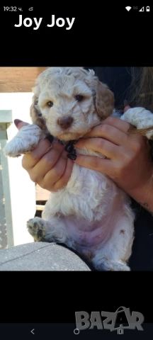 Lagotto Romanolio , снимка 4 - Други - 54587203
