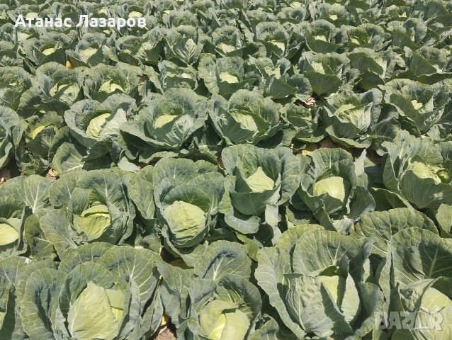Продавам Ранно Зеле-Конкърър, снимка 5 - Домашни продукти - 54527656
