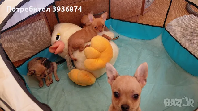 чихуаха любимци
