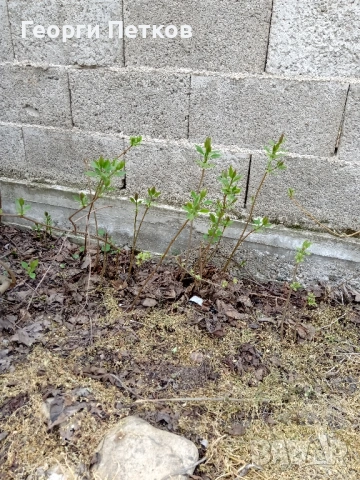 Люляк , снимка 8 - Градински цветя и растения - 54149717