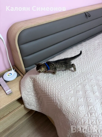 Бенгалски котета, снимка 4 - Бенгалски - 54357737