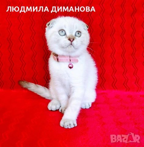 Шотландско мъжко , снимка 6 - Британска късокосместа - 54737564