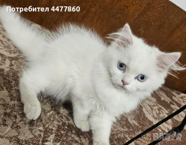 Персийски котенца , снимка 8 - Персийска - 55637813