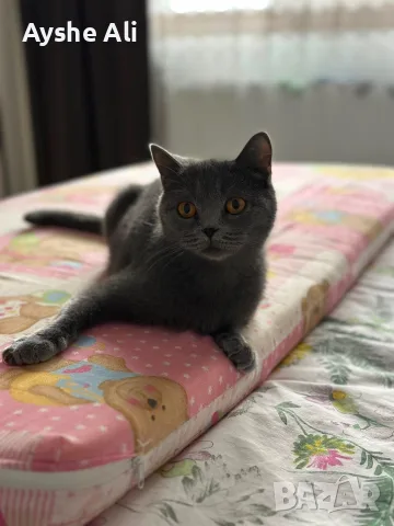 🐱 Продават се 3 прекрасни котета 🐱, снимка 5 - Британска късокосместа - 55698564