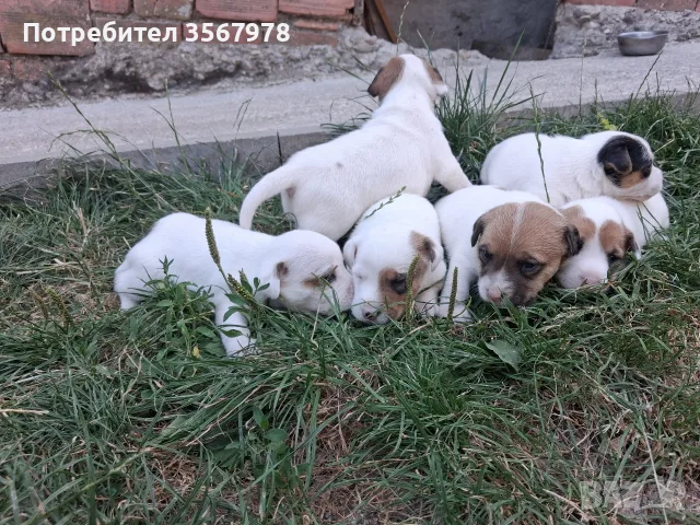Продавам Джак Ръсел Териерр, снимка 2 - Джак ръсел териер - 55302082