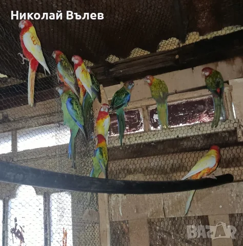 Александри,пенанти и розели, снимка 2 - Папагали - 55466926