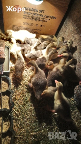 малки гъсета Толузки и Померански, снимка 8 - други­ - 27662101