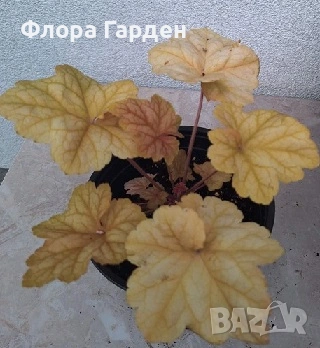 Хойхера, Хойхерела, Тиарела, снимка 3 - Градински цветя и растения - 55001292
