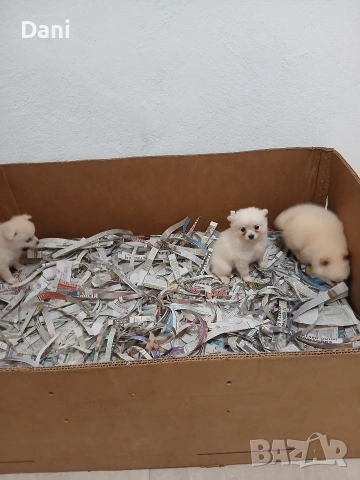 Mini Pomerani, снимка 12 - Померан - 55083566