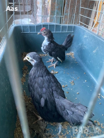 Чифт джинки, снимка 2 - Кокошки и пуйки - 54315056