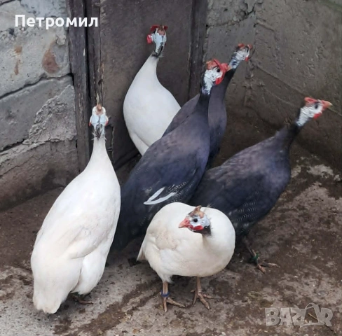 Яйца от токачки, снимка 5 - Кокошки и пуйки - 54916486