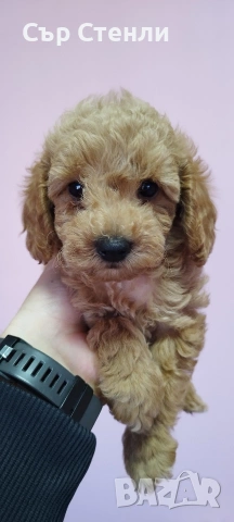 Той пудел 🐩 мъжки , снимка 5 - Пудели - 53993442