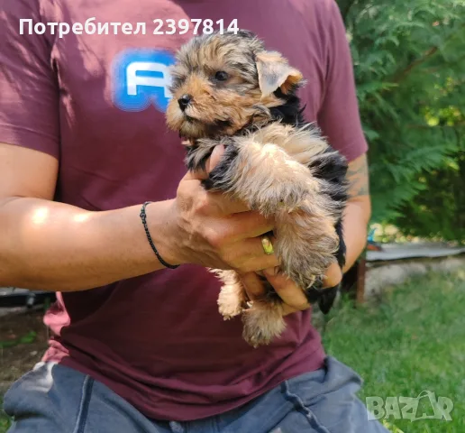 Йоркширски териер - мъжко, снимка 7 - Йоркширски териер - 55400408