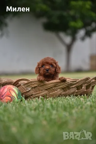 Той пудел Toy poodle, снимка 7 - Пудели - 55006000