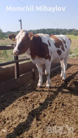 Продавам   юница 