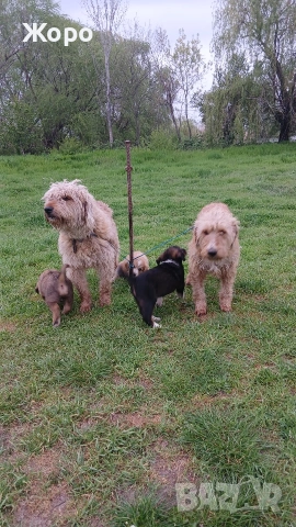 Бараци на два месеца , снимка 2 - Гонче - 54274483