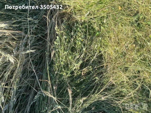 Бали сено, снимка 3 - Други - 52445825