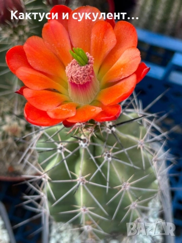 Кактус Echinocereus Triglochidiatus hybrid рядък вид кактус