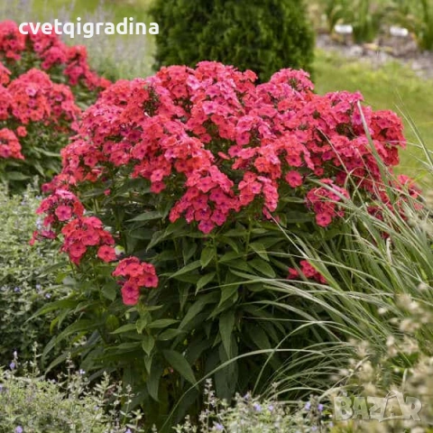 Phlox paniculata ‘Salmon’ (Флокс паникулата ‘Salmon’), снимка 3 - Градински цветя и растения - 54651254