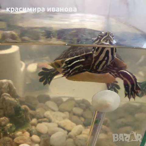 Водни костенурки