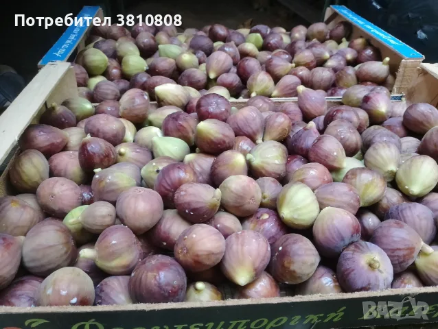 Натурални смокини, снимка 3 - Домашни продукти - 55432712
