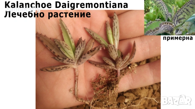 Каланхое, Kalanchoe Daigremontiana, лечебно сукулентно растение 10-30 см