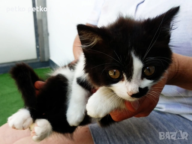 Подарявам малко котенце на 2 месеца, снимка 6 - Други - 54675955