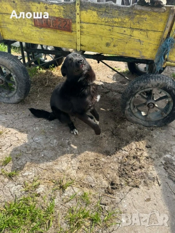 Каракачнка, снимка 2 - Каракачанска овчарка - 54182009