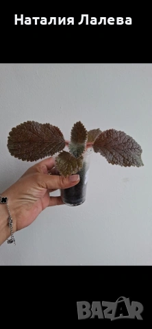 Еукодония, Еписция, eucodonia Adele, снимка 5 - Стайни растения - 55019124