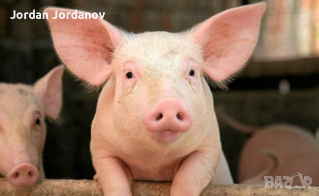 Малки бели прасенца, снимка 2 - Прасета - 54299352