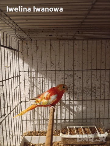 Продавам неофеми , снимка 7 - Папагали - 54322117