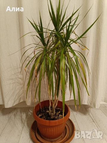 Юка, драцена, сингониум, шефлера, сансивиера, снимка 9 - Градински цветя и растения - 38427917